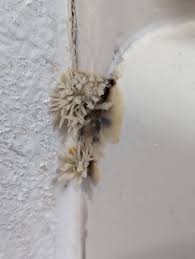"Help! there's some WEIRD STUFF growing behind my shower!" - Why waterproofing is crucial. 3 mushroom in shower