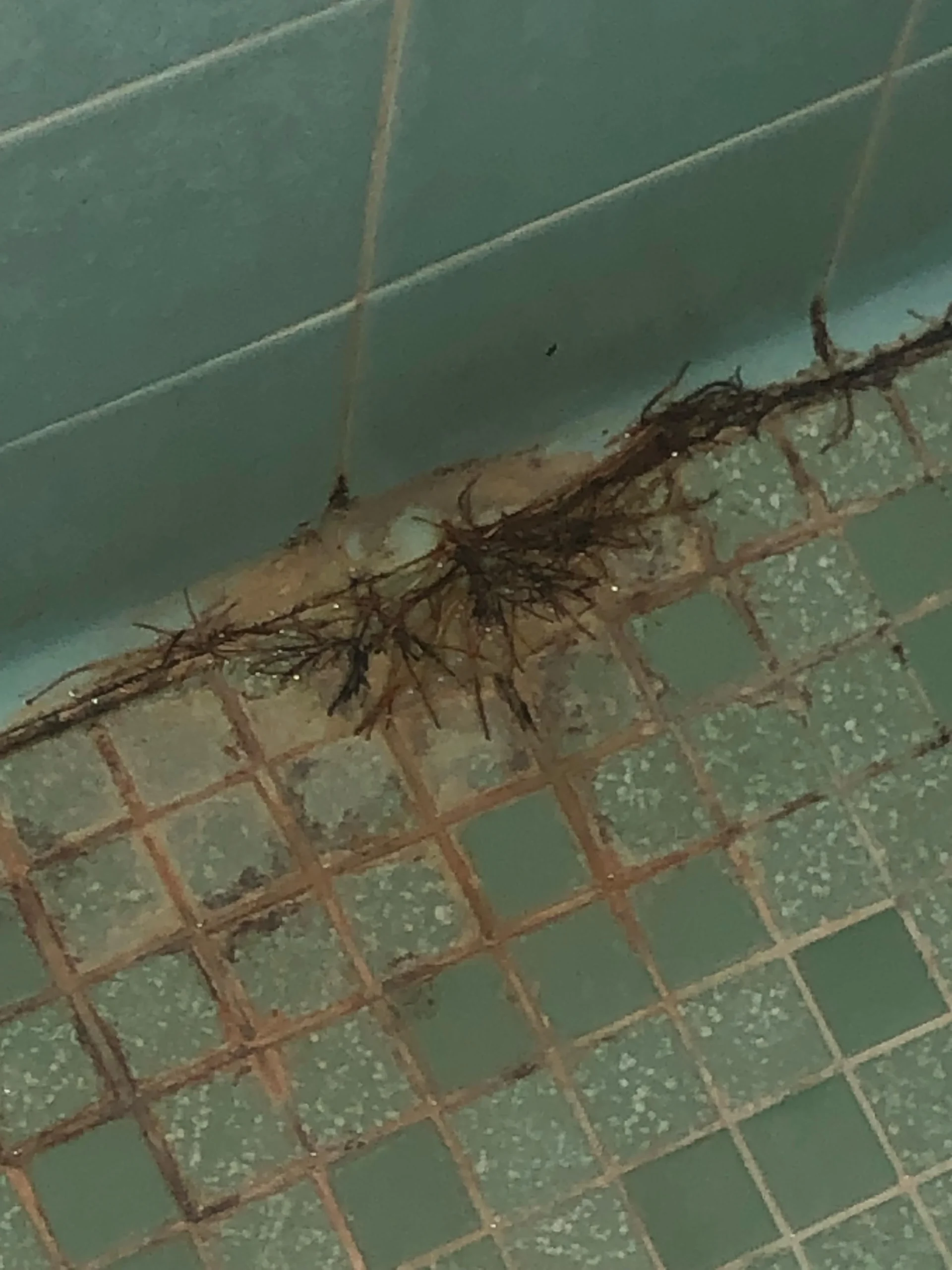 plant growing behind shower - no waterproofing